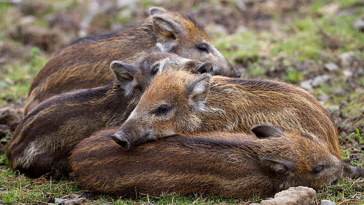 świnia, świnie, świnie, świnka, dzikie świnie, dzika świnia, dzikie zwierzęta, zwierzęta, Tapety HD