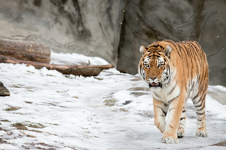 Amur gatto selvatico nella neve, Amur tigre, gatto selvatico, neve, inverno, Sfondo HD