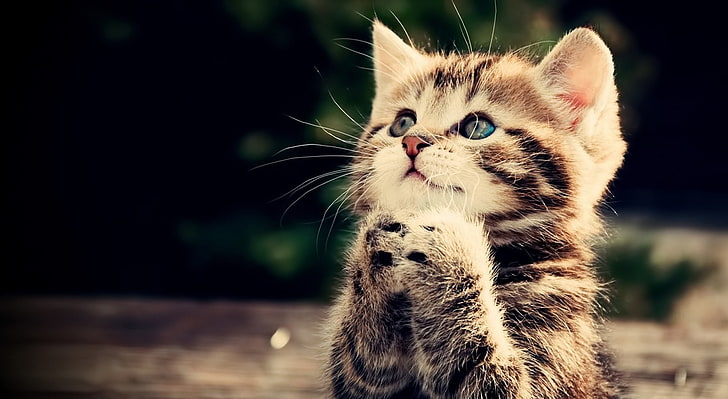 Sfondo di preghiera HD, gattino tabby grigio e marrone, carino, gattino, Sfondo HD