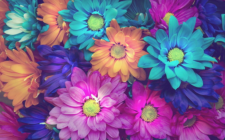 カラフルなデイジーの花、ピンク、青、オレンジ、装飾的なダリア、カラフルなデイジー、花、ピンク、青、オレンジ、 HDデスクトップの壁紙