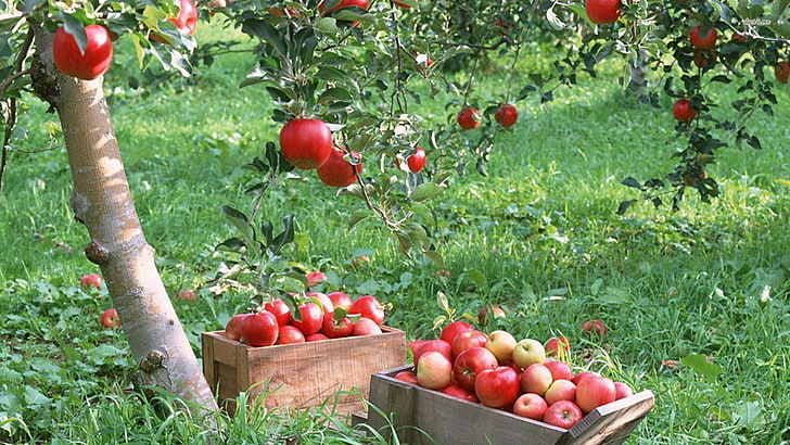 التفاح الأحمر الكثير والفواكه والتفاح والنباتات، خلفية HD