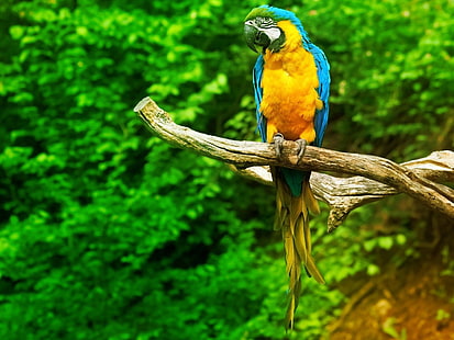 새, 파랑-노랑 잉 꼬, 앵무새, HD 배경 화면 HD wallpaper