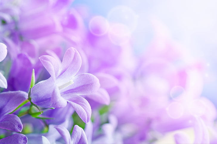 purple flowers, flowers, blur, petals, bells, sheets, beautiful, bokeh, 8 March, world women's day, Vanil, vanilla, HD wallpaper
