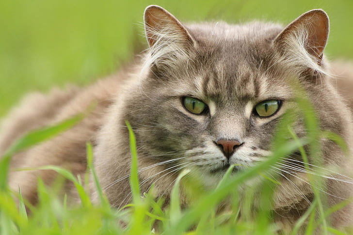 зелень, трава, кошка, глаза, животные, HD обои