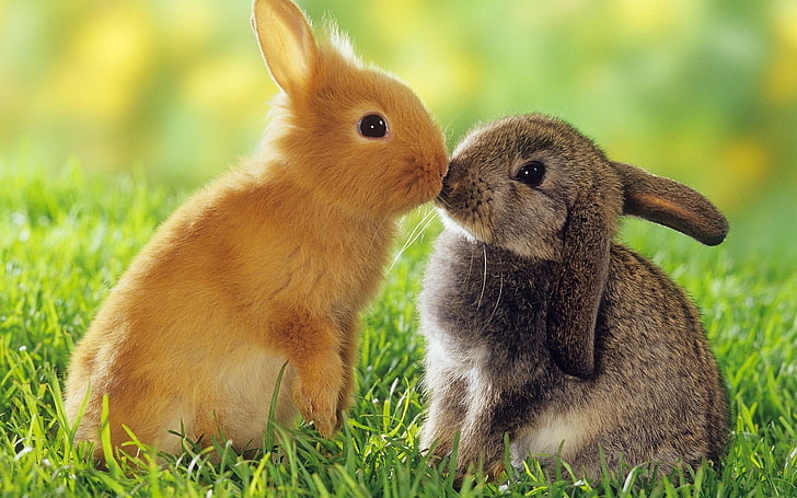 bunnies, cute, HD wallpaper