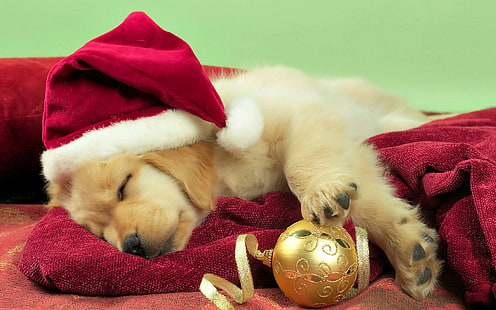 Holidays Christmas Seasonal Dogs Puupy Gambar, natal, anjing, liburan, gambar, puupy, musiman, Wallpaper HD HD wallpaper