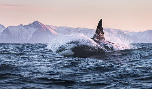 kit, el asesino de ballenas, orca, Fondo de pantalla HD HD wallpaper