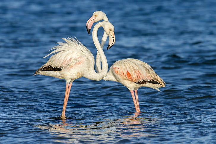 Pink flamingos, background, water, surface, ripples, couple, Birds, pink flamingos, HD wallpaper