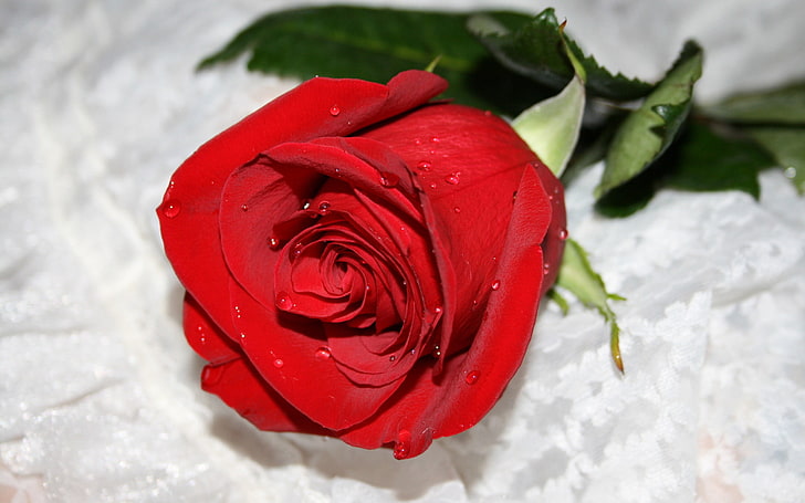 red rose, rose, flower drop, bud, bright, HD wallpaper