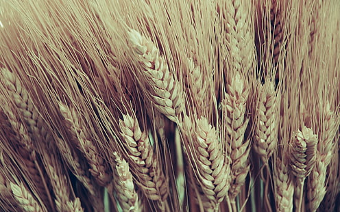 brown wheat field, macro, wheat, plants, corn, food, Cornstalks, HD wallpaper HD wallpaper