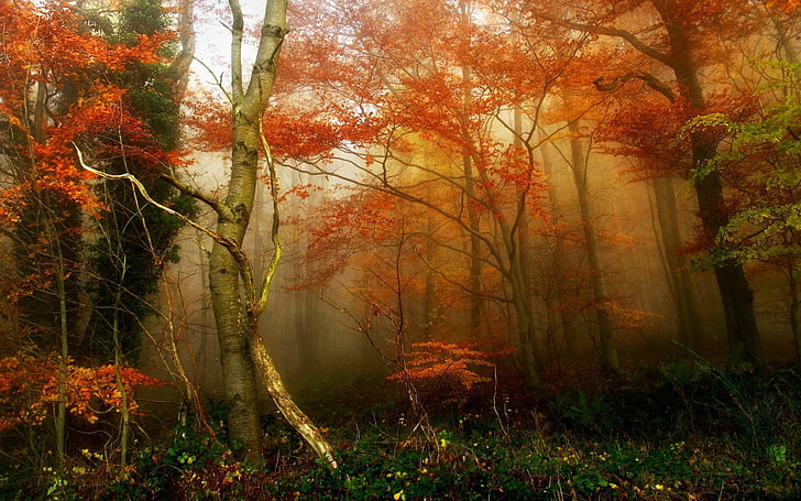 naturaleza, árboles, bosque, niebla, rama, hierba, otoño, hojas, Fondo de pantalla HD