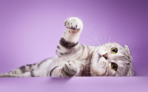 Szkocki zwisłouchy kot, łapki, fioletowe tło, szkocki, fałd, uszy, kot, łapki, fioletowy, tło, Tapety HD HD wallpaper