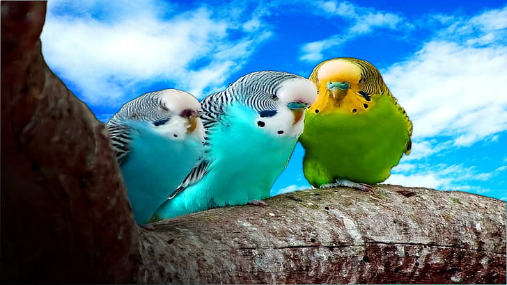 Budgies, true, tight, high, budgie, bird, budgies, parrot, blue, dream, animals, HD wallpaper