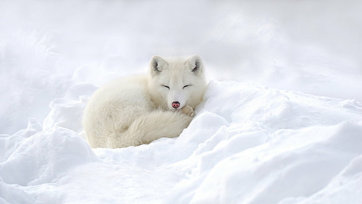 Psy, Lis polarny, Śpiące, Śnieg, Biel, Dzika przyroda, Tapety HD