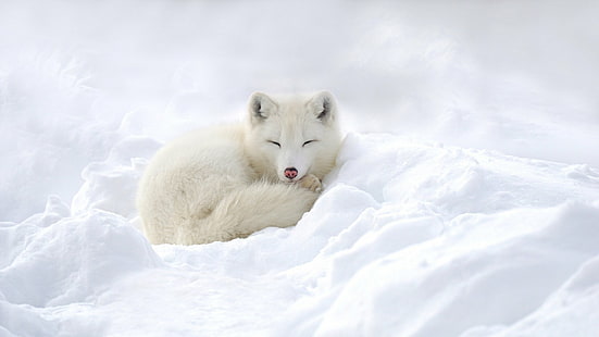 Dogs, Arctic Fox, Sleeping, Snow, White, Wildlife, HD wallpaper HD wallpaper
