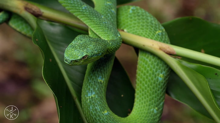 Natur, Tiere, Schlange, Grün, Schlange, Reptilien, HD-Hintergrundbild