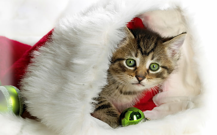gatto soriano marrone, gattino, cappello, anno nuovo, Sfondo HD