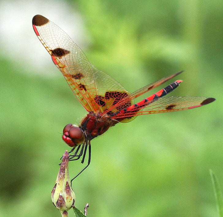 red and black dragonfly macro photography, calico pennant, calico pennant, Calico Pennant, red and black, dragonfly, macro photography, Skimmer, celithemis elisa, male, insect, nature, animal, close-up, wildlife, animal Wing, macro, HD wallpaper