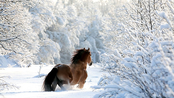 brown horse, winter, snow, HD wallpaper