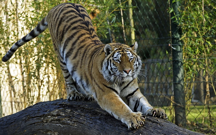 brown and black tiger, amur tiger, tiger, predator, big cat, HD wallpaper