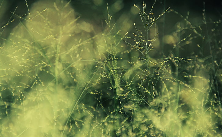 photography, nature, plants, grass, depth of field, HD wallpaper