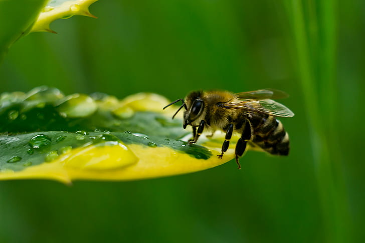 селективна фотография на пчела върху жълт и зелен лист, пчела, пиене, селективна, фотография, жълт, зелен лист, макро, хелиос, дъждовни капки, едър план, насекомо, природа, опрашване, едър план, цвете, зелен цвят, прашец, мед, лято, растение, животно, HD тапет