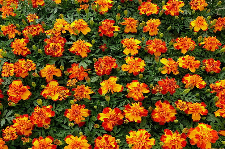 flores de pétalos naranjas y rojas, cinta de terciopelo, flores, macizo de flores, hierbas frescas y brillantes, Fondo de pantalla HD