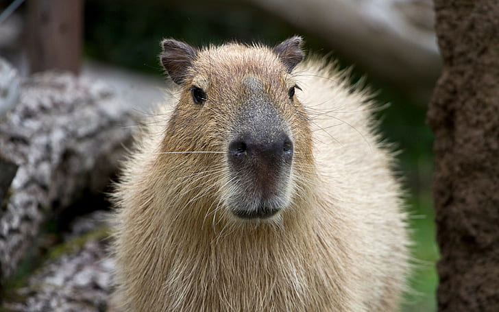 capybara, namlu arka planlar, burun, indir 3840x2400 capybara, HD masaüstü duvar kağıdı