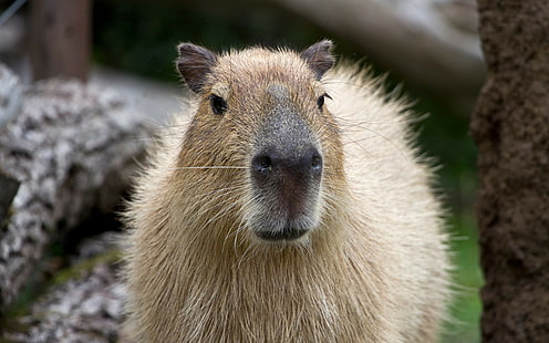 capybara, nosbakgrunder, näsa, ladda ner 3840x2400 capybara, HD tapet HD wallpaper