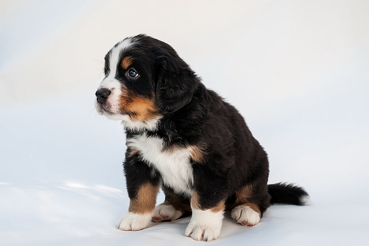 Bernese mountain puppy, puppy, dog, eyes, spotted, HD wallpaper