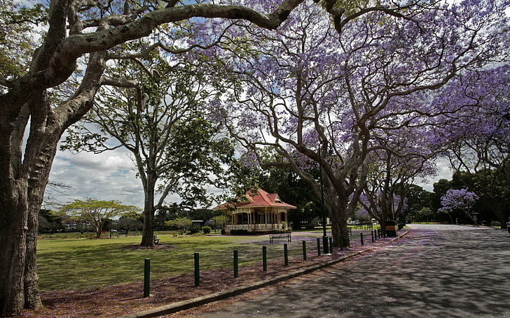 lila blühender Baum, Pavillon, Bäume, Blumen, Frühling, HD-Hintergrundbild