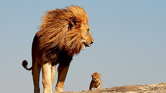lion, cute, baby, lion king, father, HD wallpaper HD wallpaper