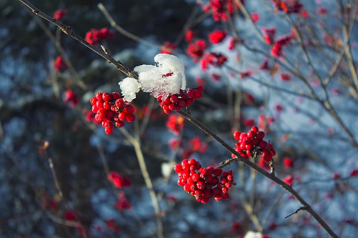 cold, winter, snow, branches, red, berries, tree, frost, Rowan, branches in the snow, HD wallpaper