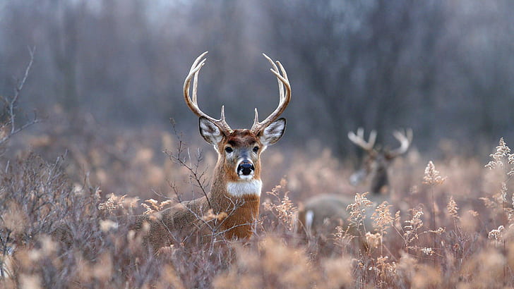 Deer Buck HD, animals, deer, buck, HD wallpaper