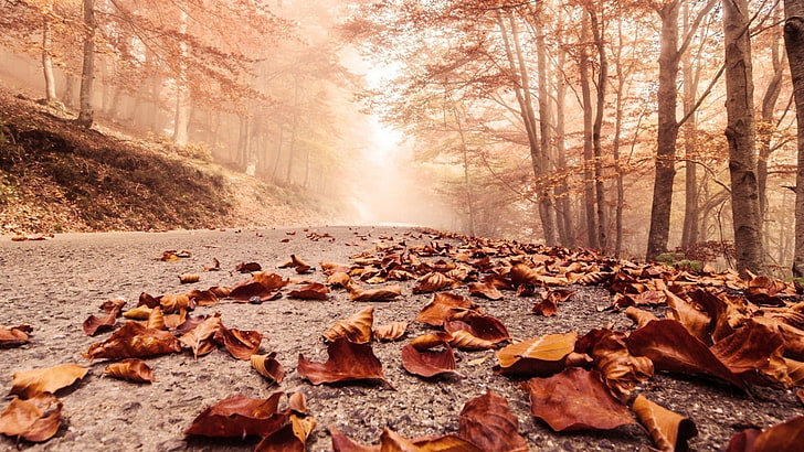 昼間、道路、葉、自然の中に茶色の葉、緑の乾燥した葉、 HDデスクトップの壁紙