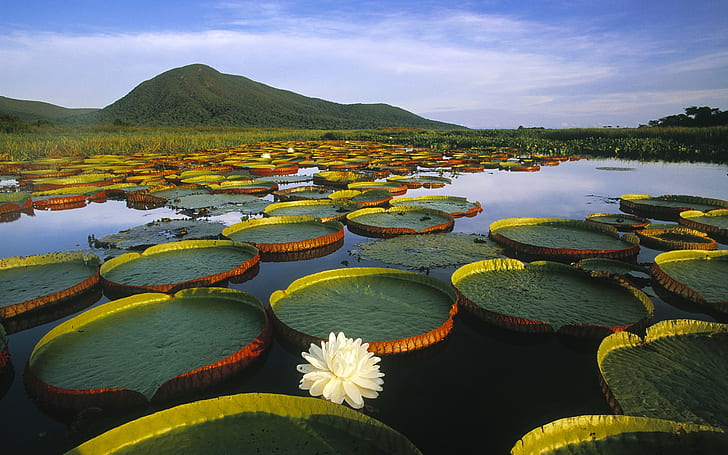 Vitoria Regia Water Lily at Pantanal Matogrossense, Brazylia, Water, Lily, Brazylia, Tapety HD