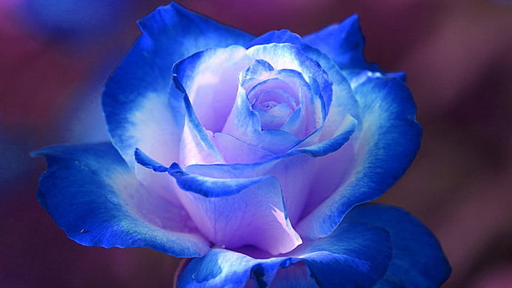 青いバラの花hd壁紙無料ダウンロード Wallpaperbetter