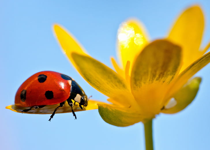 foto de lady bug en fotografía de enfoque selectivo de flor de pétalo amarillo, mariquita, naturaleza, insecto, planta, verano, escarabajo, primavera, primer plano, macro, flor, color verde, belleza de la naturaleza, amarillo, Fondo de pantalla HD