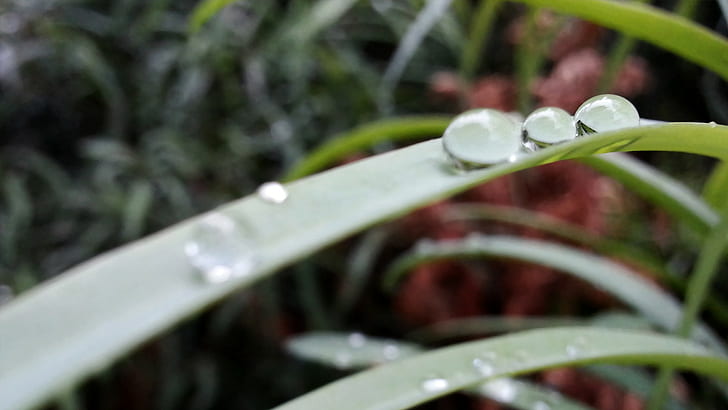 Pflanzen, Wassertropfen, Blätter, Makro, HD-Hintergrundbild