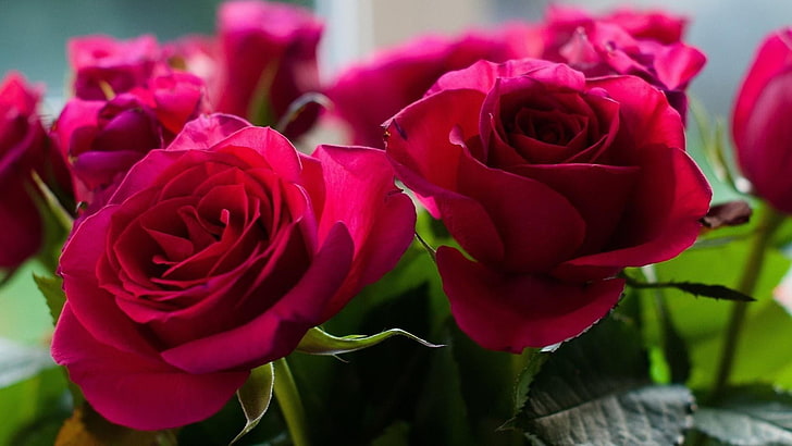 rose rouge, fleur, rose, roses de jardin, bouquet, flore, fleurs coupées, Fond d'écran HD