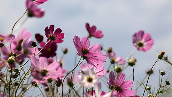 fotografia closeup de flores de pétalas roxas, cosmos, campo, fotografia closeup, roxo, flor, japão, natureza, planta, verão, rosa cor, HD papel de parede HD wallpaper