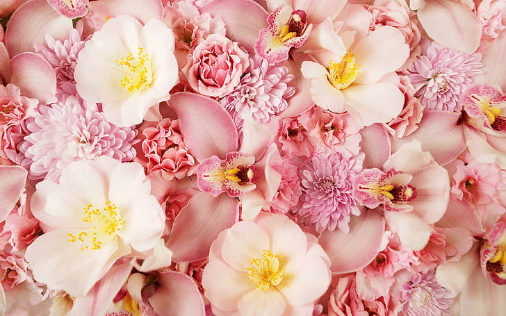 Розови орхидеи, розови, орхидеи, цветя, HD тапет