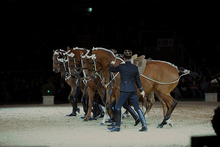 cheval, Saumur, Equitation, France, Fond d'écran HD