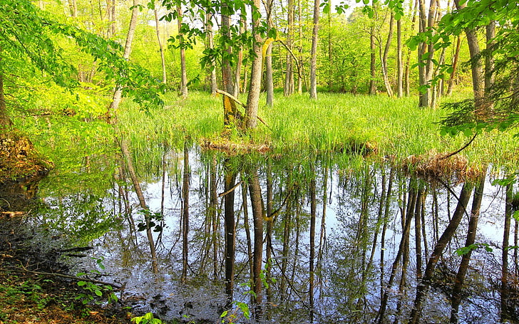кафяво и зелено дърво клон, гора, езеро, природа, отражение, вода, HD тапет