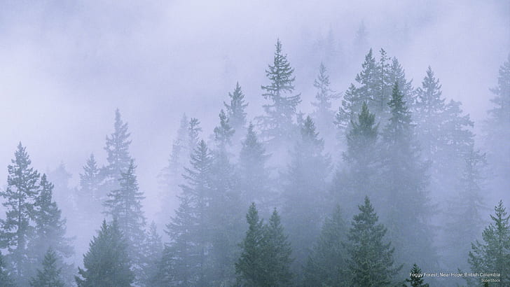 Forêt brumeuse, près de Hope, Colombie-Britannique, Météo, Fond d'écran HD