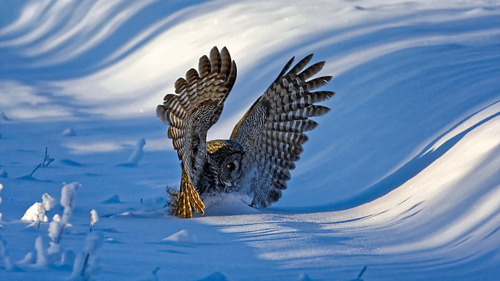 коричнево-серая сова, природа, пейзаж, зима, снег, животные, птицы, сова, холмы, солнечный свет, тень, крылья, посадка, HD обои