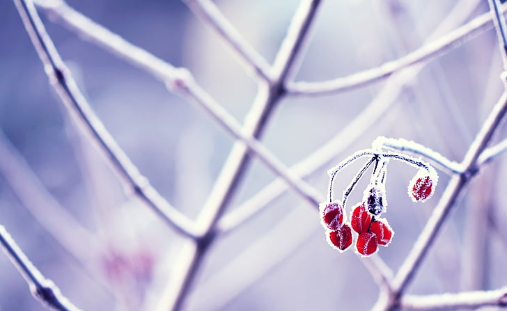 silver and red gemstone pendant necklace, photography, nature, plants, macro, frost, twigs, berries, HD wallpaper