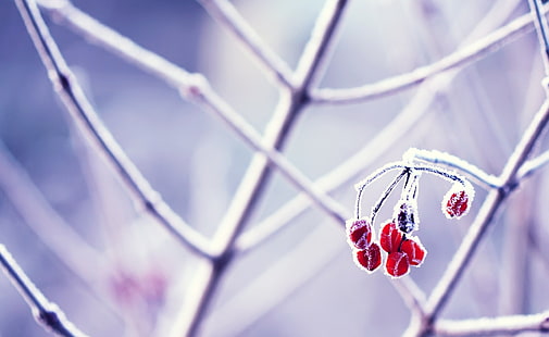 Silber und roten Edelstein Anhänger Halskette, Fotografie, Natur, Pflanzen, Makro, Frost, Zweige, Beeren, HD-Hintergrundbild HD wallpaper