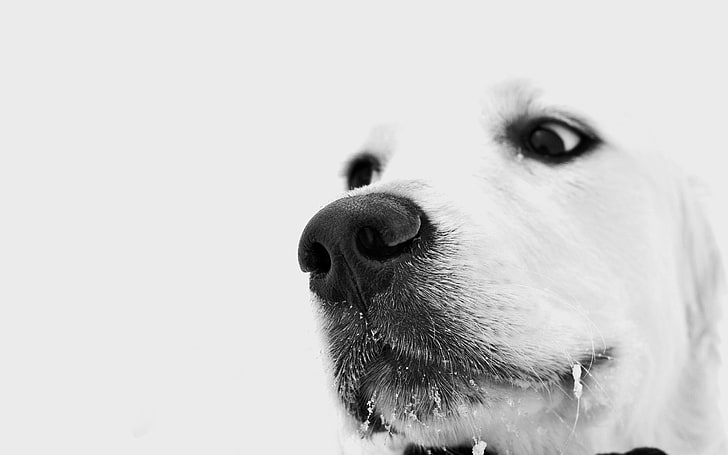 dorosły labrador retriever żółty, pies, kaganiec, biel, nos, Tapety HD