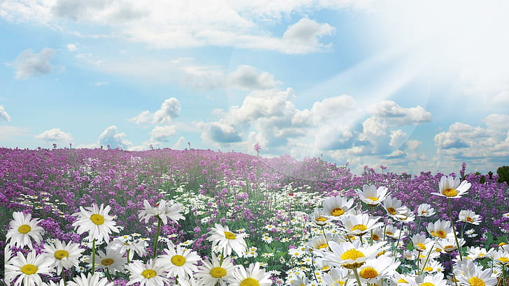 Sunshine Afternoon, firefox persona, sunshine, bright, lavender, daisies, field, summer, clouds, 3d and abstract, HD wallpaper